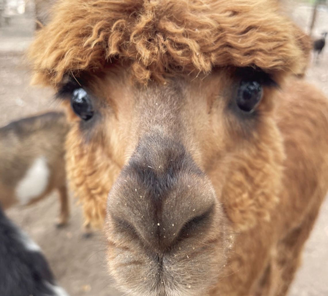 SAVORING The Season SAVORING The Season